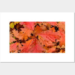 Colorful Autumn Oak leaves Posters and Art